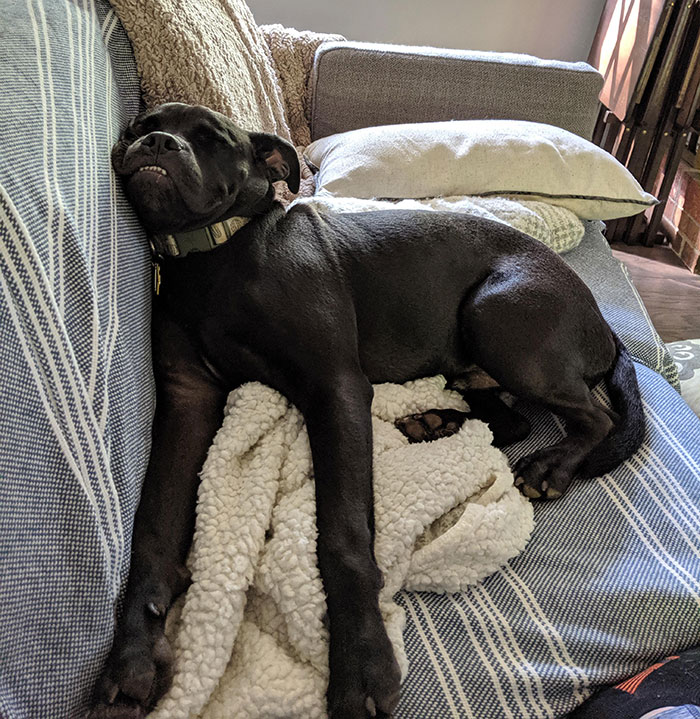 My Good Boy Taking The Hardest Nap After A Long Walk