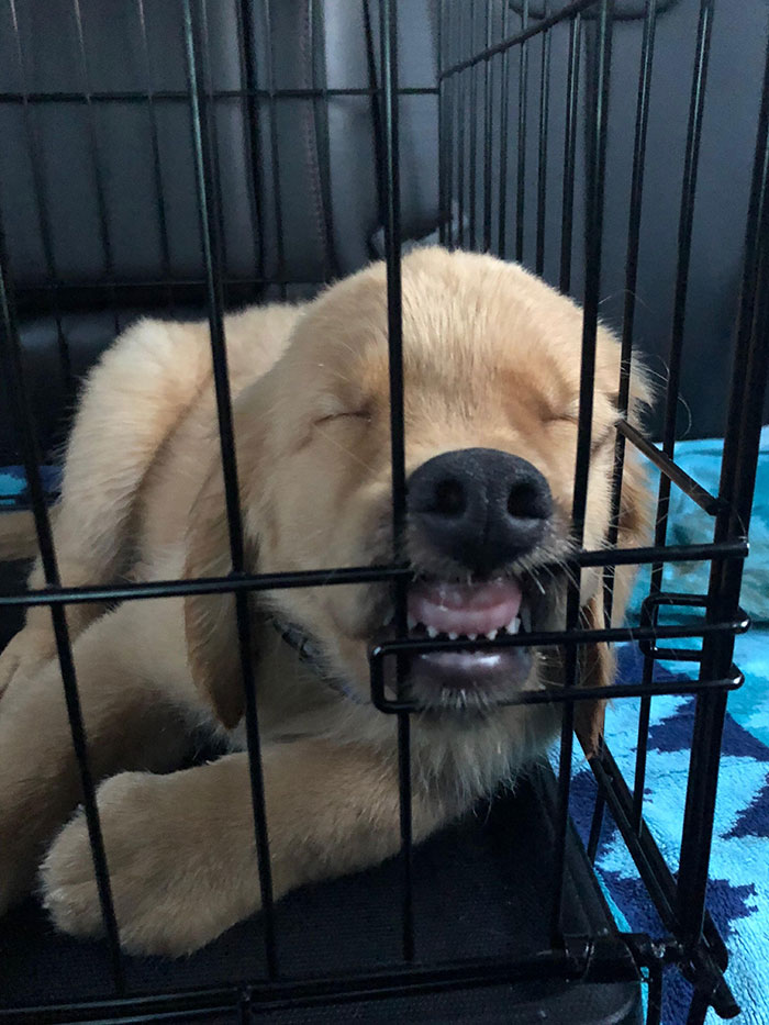 Golden Boy Doin' A Sleep