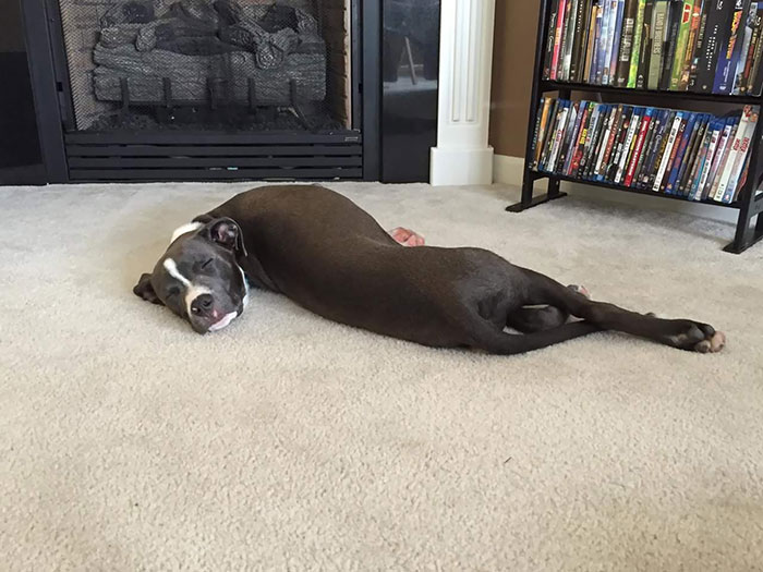 My Sister's Dog, Sleeping Comfortably