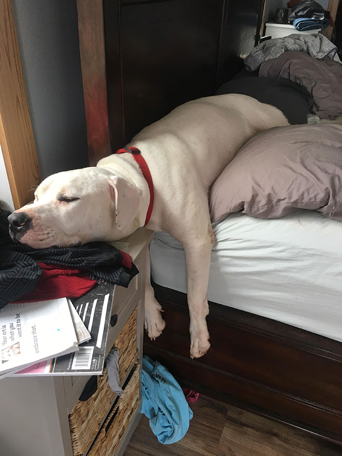 My Sister's Pupper Doing Himself A Nap