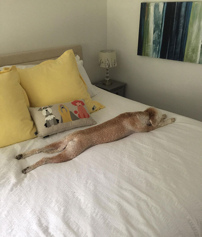 Stretchy Boy Takes A Good Deserved Nap