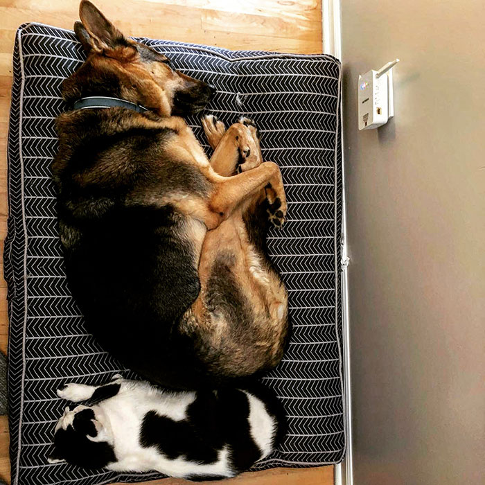 My Dog Learned How To Sleep From My Wife