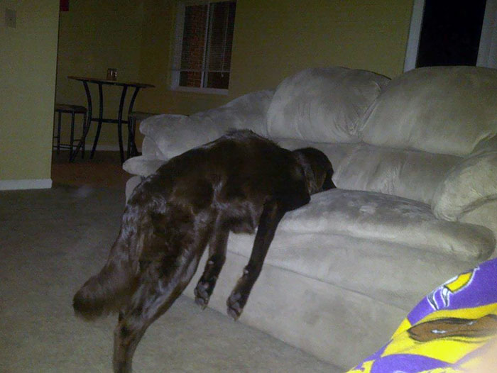 This Is How My Dog Sleeps