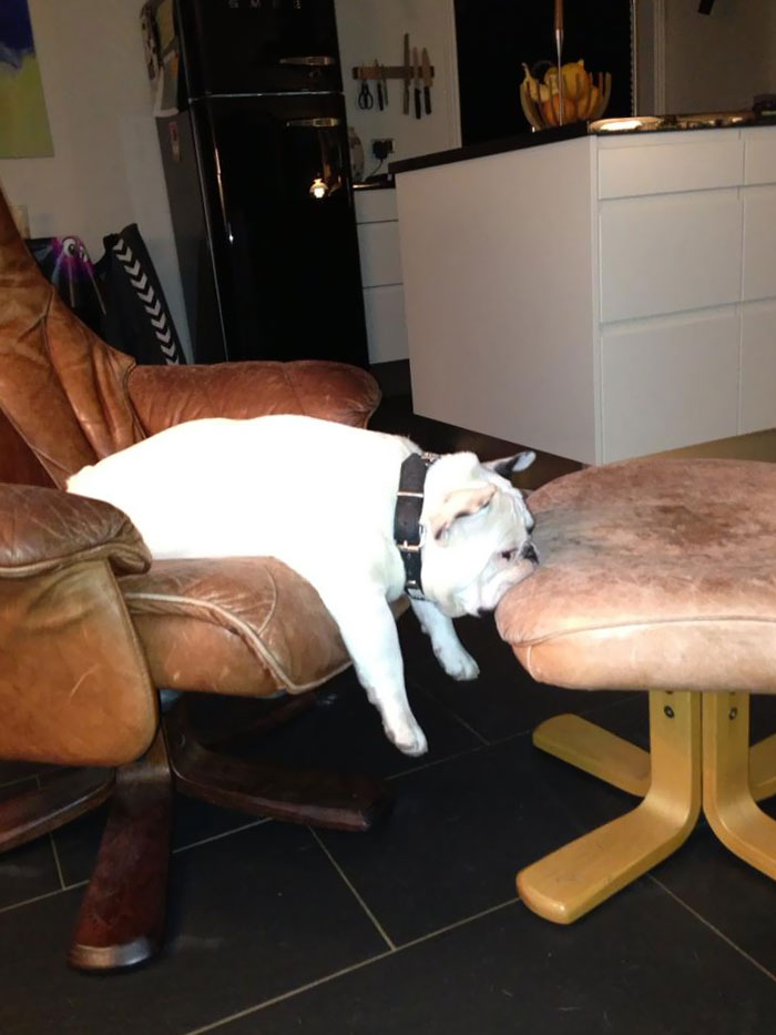 My Friend's Dog Fell Asleep Like This