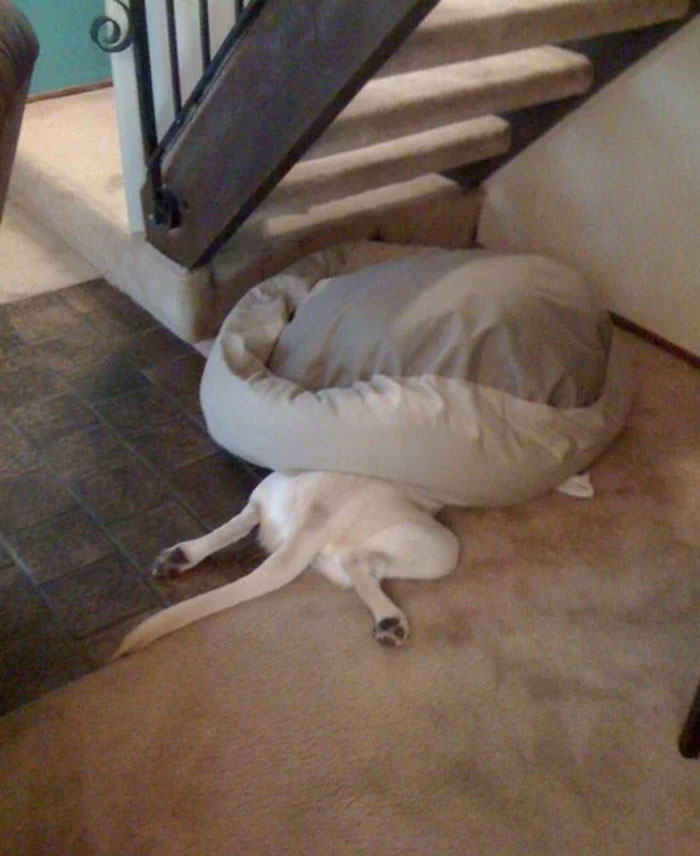 Silly Dog Doesn't Know How To Sleep