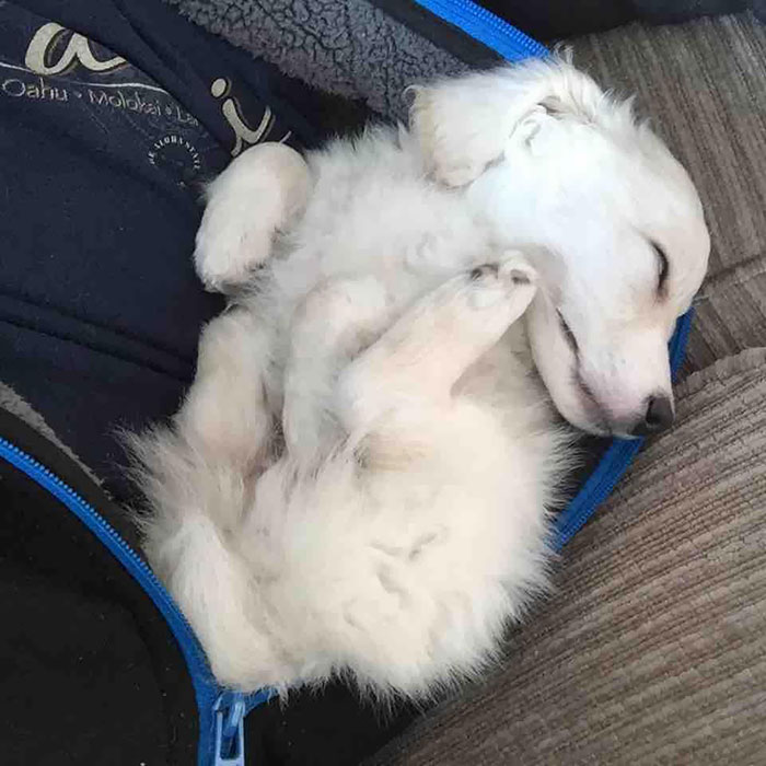 He Sleeps In The Weirdest Positions