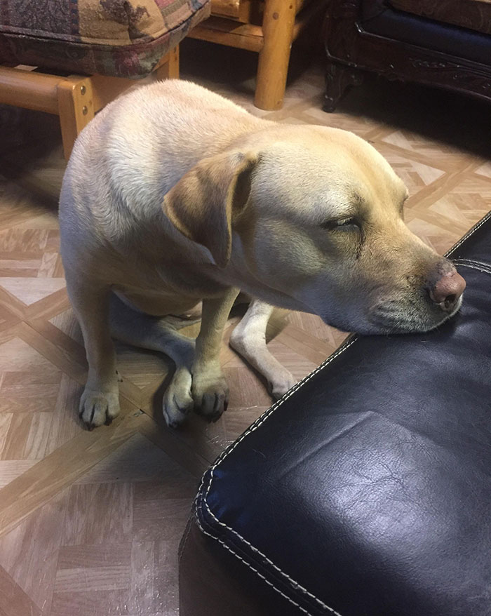 When You Aren't Allowed On The Furniture But You Want To Nap Anyway