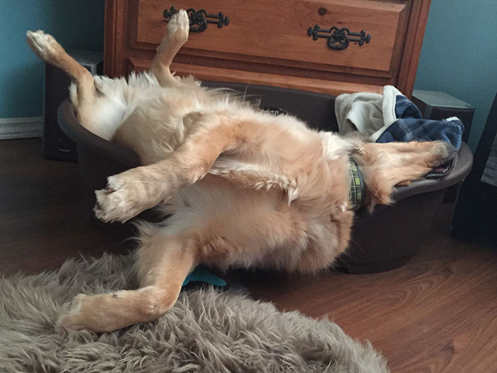 This Is How Fergus Sleeps