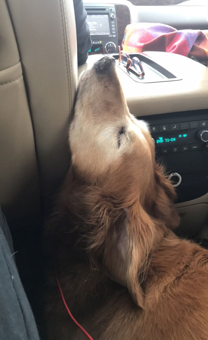 This Is How She Lays On Every Car Trip We Take
