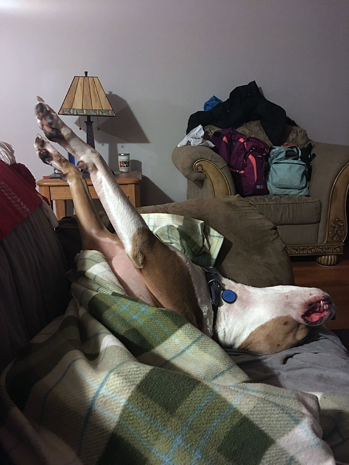 I'm A Zombie, Feed Me Brains... But First, A Nap