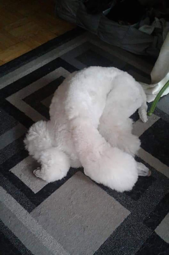 Ahh, Time For A Nap In The Most Comfortable Possible Position