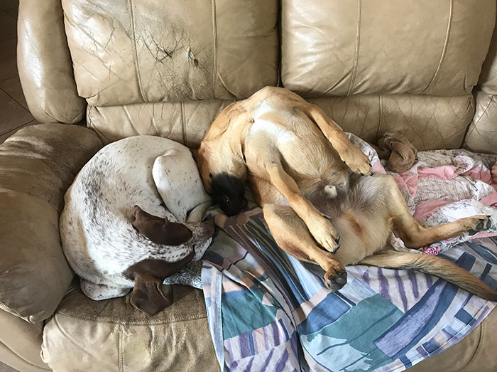 We Have These Two For A While Now. I Think One Of Them Is Starting To Malfunction. Sleep.exe Has Encountered An Error