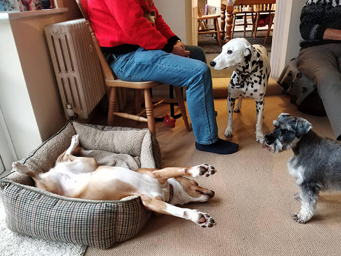 We Have 2 Normal Dogs And Then... Phoebe. Who Can Only Sleep Like This