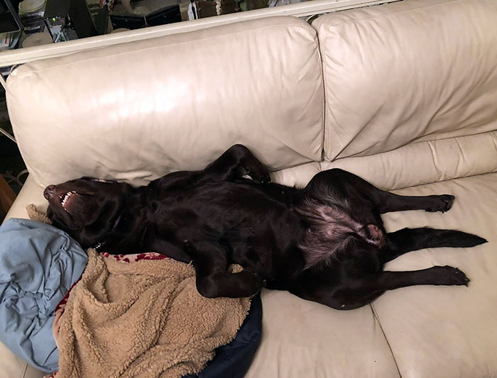 Ever Since She Got Her New Blanket For Christmas She Will Sleep In Any Position As Long As She's On The Blanket