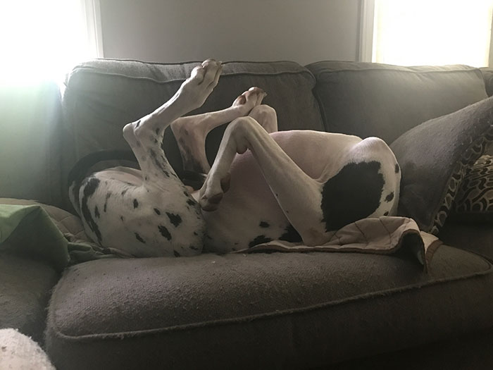 My Great Dane Is The Headless Horse Dog When He Sleeps