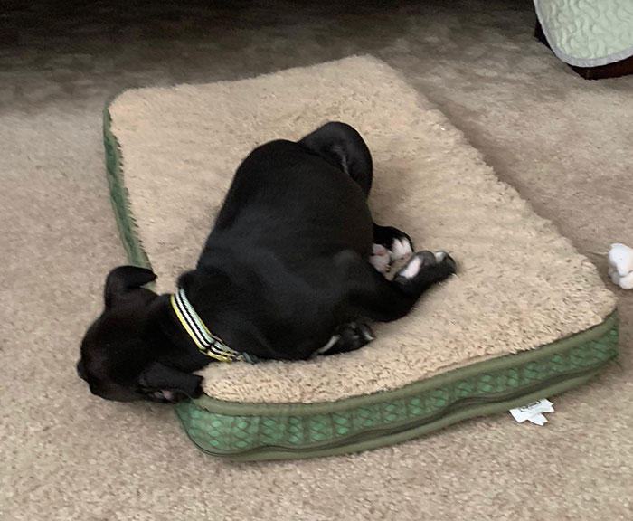 My Friend Got A Pup And Our Play Date Took Him Down