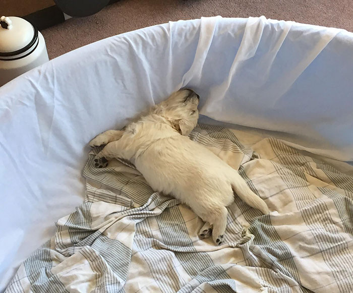 The Comfiest Way To Nap