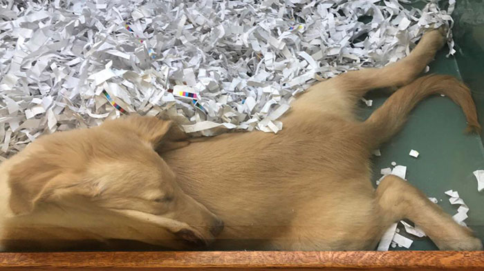 Just Need A Quick Nap