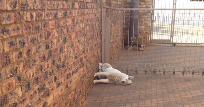 50 Times Dogs Managed To Fall Asleep In Hilariously Awkward Positions