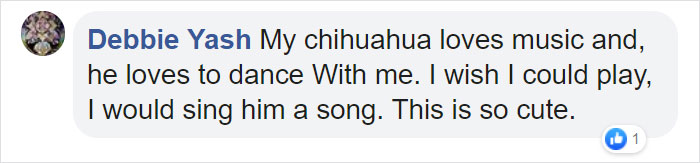 This Sleepiest Chihuahua Ever Can’t Handle Grandma’s Singing