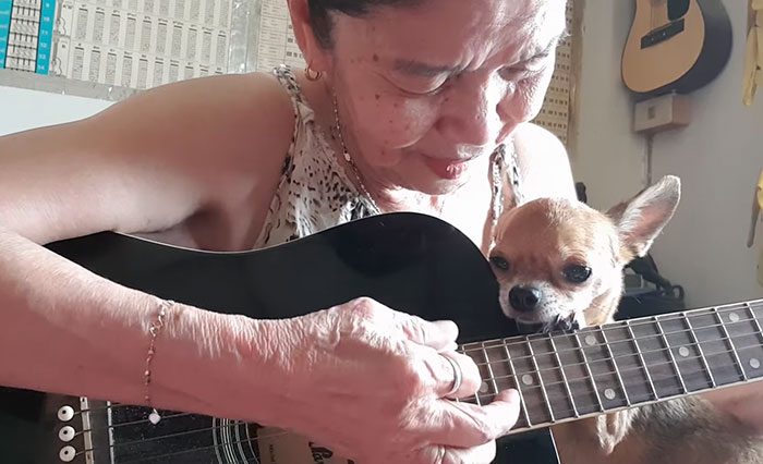 This Sleepiest Chihuahua Ever Can’t Handle Grandma’s Singing