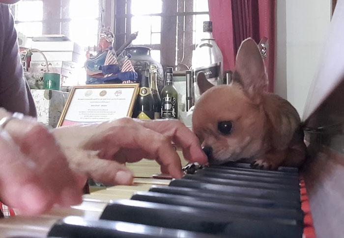 This Sleepiest Chihuahua Ever Can’t Handle Grandma’s Singing