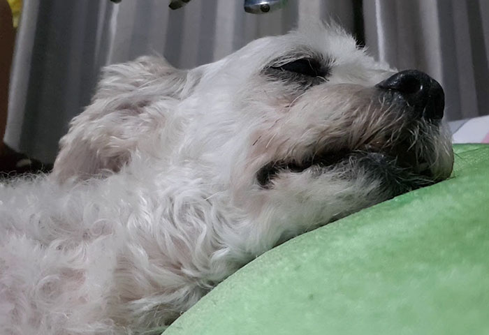 This Sleepiest Chihuahua Ever Can’t Handle Grandma’s Singing