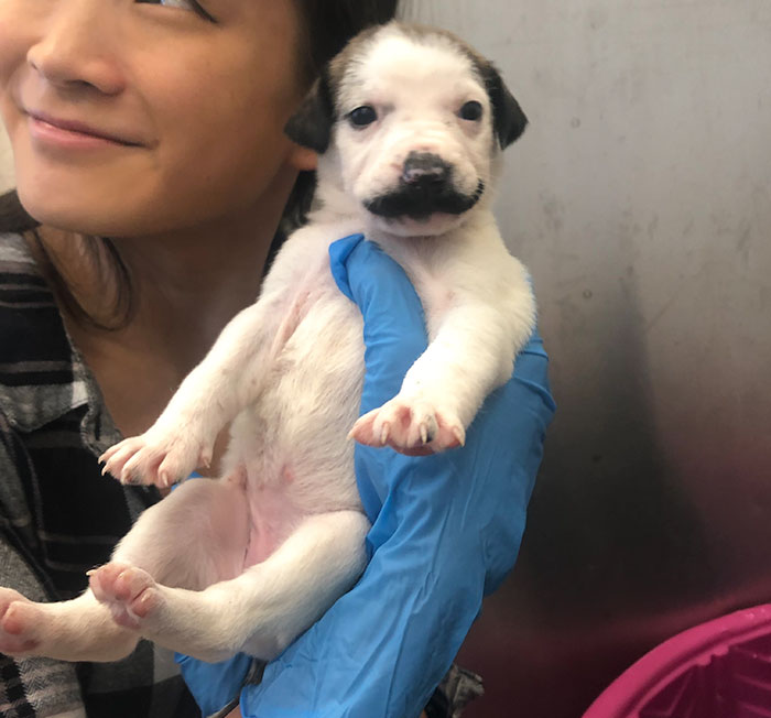 Meet Salvador Dolly, The Cutest Puppy With A Handlebar Mustache
