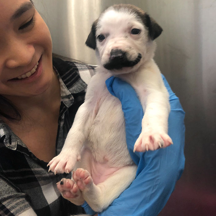 Meet Salvador Dolly, The Cutest Puppy With A Handlebar Mustache Meet Salvador Dolly, The Cutest Puppy With A Handlebar Mustache