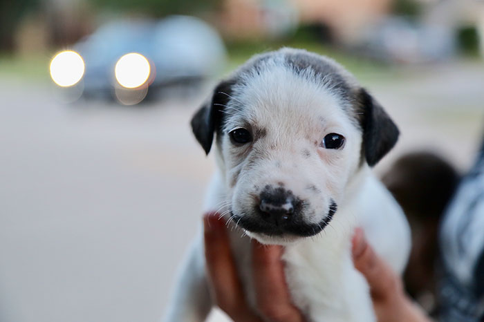 Meet Salvador Dolly, The Cutest Puppy With A Handlebar Mustache Meet Salvador Dolly, The Cutest Puppy With A Handlebar Mustache