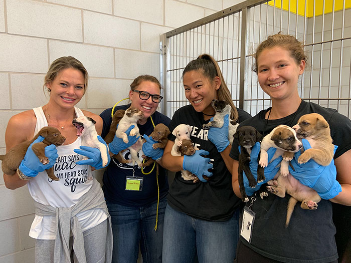 Meet Salvador Dolly, The Cutest Puppy With A Handlebar Mustache Meet Salvador Dolly, The Cutest Puppy With A Handlebar Mustache