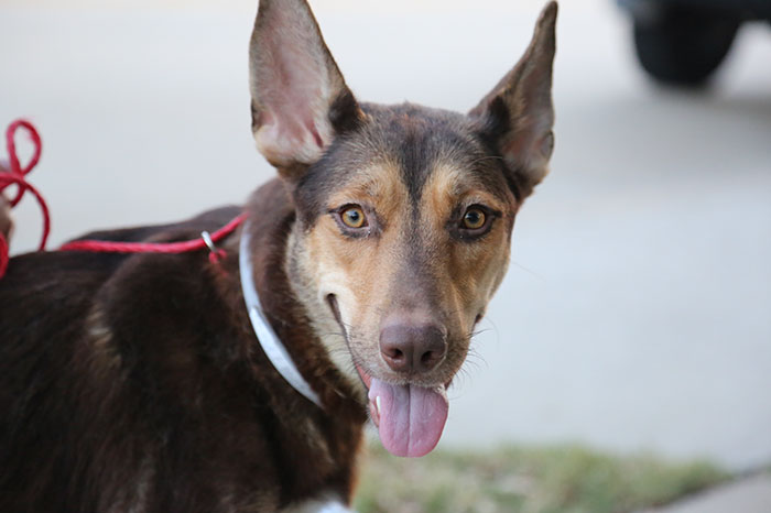Meet Salvador Dolly, The Cutest Puppy With A Handlebar Mustache Meet Salvador Dolly, The Cutest Puppy With A Handlebar Mustache