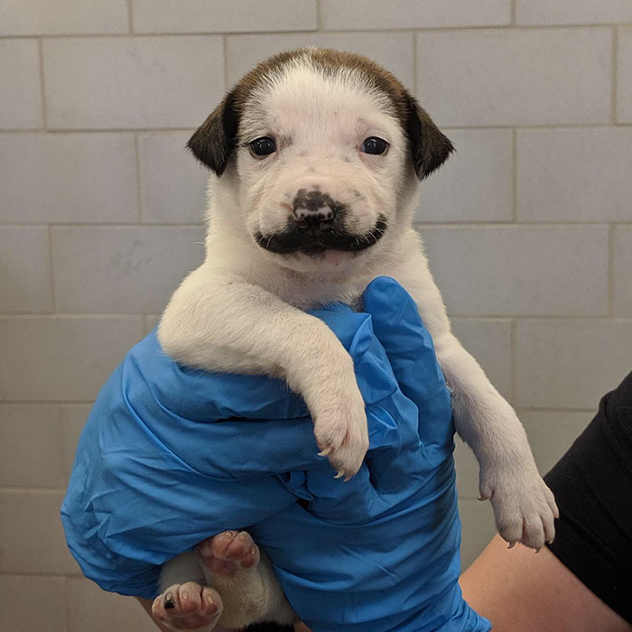 Meet Salvador Dolly, The Cutest Puppy With A Handlebar Mustache Meet Salvador Dolly, The Cutest Puppy With A Handlebar Mustache