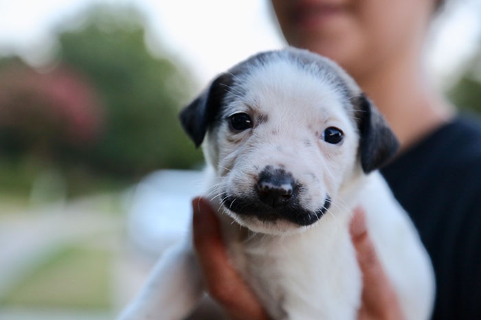 Meet Salvador Dolly, The Cutest Puppy With A Handlebar Mustache Meet Salvador Dolly, The Cutest Puppy With A Handlebar Mustache