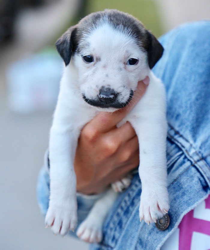 Meet Salvador Dolly, The Cutest Puppy With A Handlebar Mustache Meet Salvador Dolly, The Cutest Puppy With A Handlebar Mustache