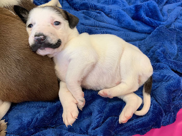 Meet Salvador Dolly, The Cutest Puppy With A Handlebar Mustache Meet Salvador Dolly, The Cutest Puppy With A Handlebar Mustache