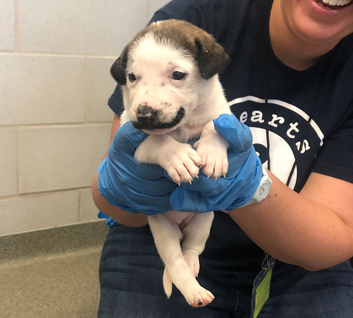 Meet Salvador Dolly, The Cutest Puppy With A Handlebar Mustache Meet Salvador Dolly, The Cutest Puppy With A Handlebar Mustache
