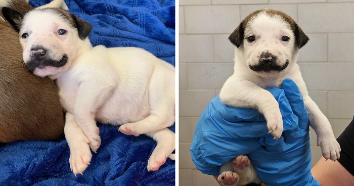 Meet Salvador Dolly, The Cutest Puppy With A Handlebar Mustache