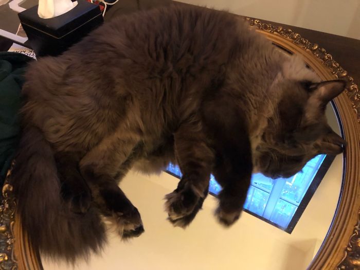 Cat Hates His Reflection, Trying To Kill It...