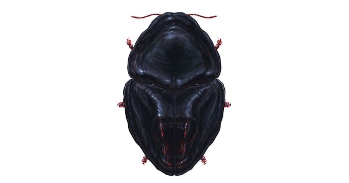 I Mutated 12 Insects To Resemble Horror Movie Characters