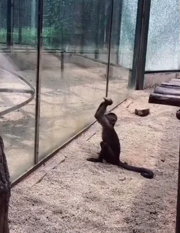 Zoo's Visitor Sees Monkey Sharpening A Rock, Later It Uses It To Shatter Its Glass Enclosure Zoo's Visitor Sees Monkey Sharpening A Rock, Later It Uses It To Shatter Its Glass Enclosure