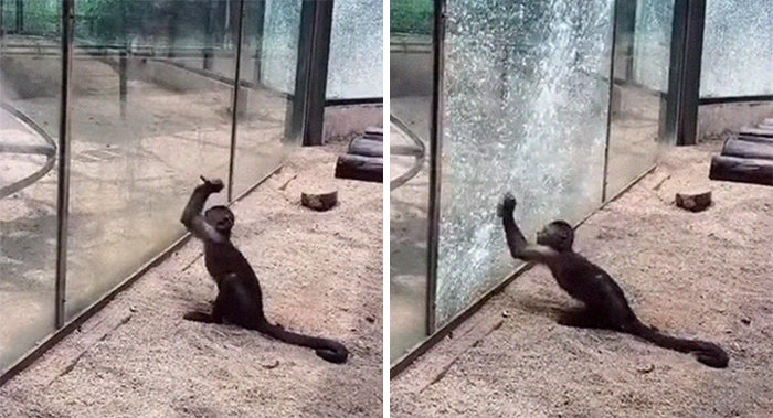 Un visitante del zoo vio a este mono afilando una roca y usándola luego para quebrar el recinto de cristal