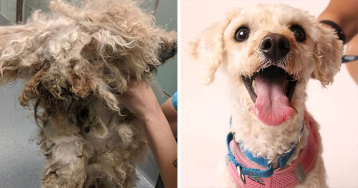 Dog Lives Under A Bed For Two Years, But Is Saved And Gets Life-Changing Makeover (7 Pics)