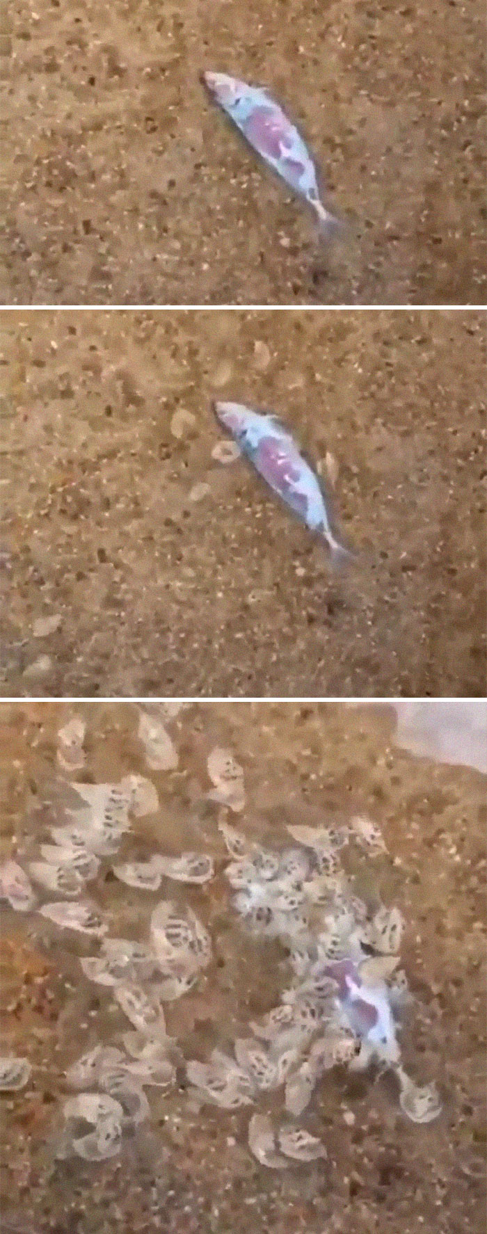 Can Someone Please Explain What Is Eating The Fish In This Video?