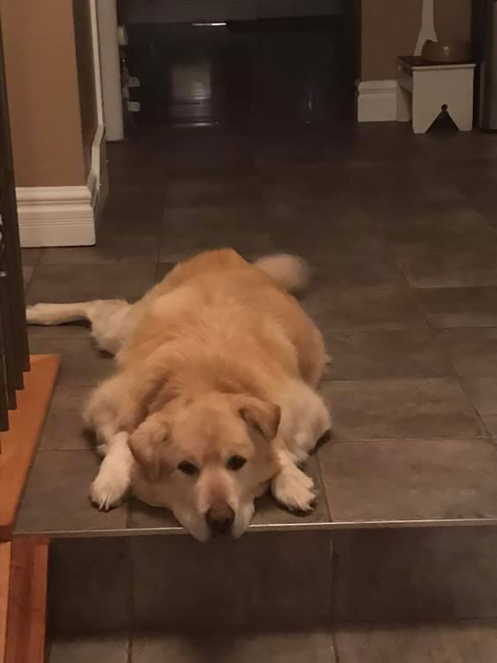Heartless Owner Demands Overweight Retriever Be Put Down, Vet Finds Him A New Loving Home