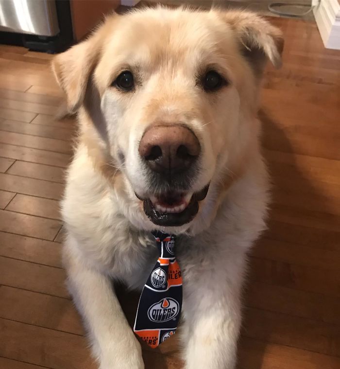 Heartless Owner Demands Overweight Retriever Be Put Down, Vet Finds Him A New Loving Home Heartless Owner Demands Overweight Retriever Be Put Down, Vet Finds Him A New Loving Home