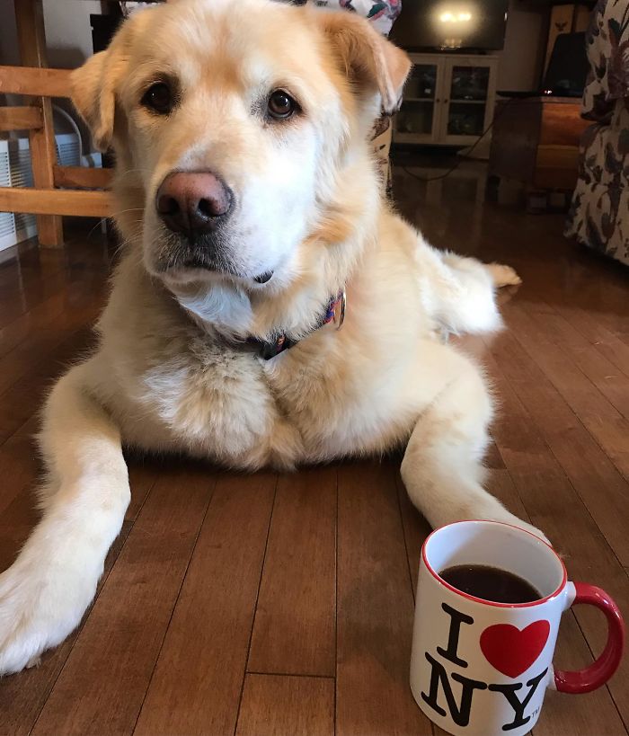 Heartless Owner Demands Overweight Retriever Be Put Down, Vet Finds Him A New Loving Home Heartless Owner Demands Overweight Retriever Be Put Down, Vet Finds Him A New Loving Home