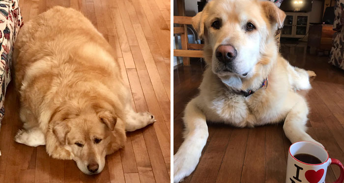 Heartless Owner Demands Overweight Retriever Be Put Down, Vet Finds Him A New Loving Home