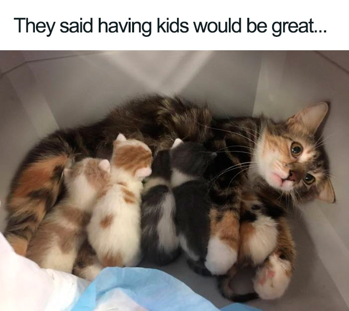 People-Dont-Want-Kids-Funny-Memes