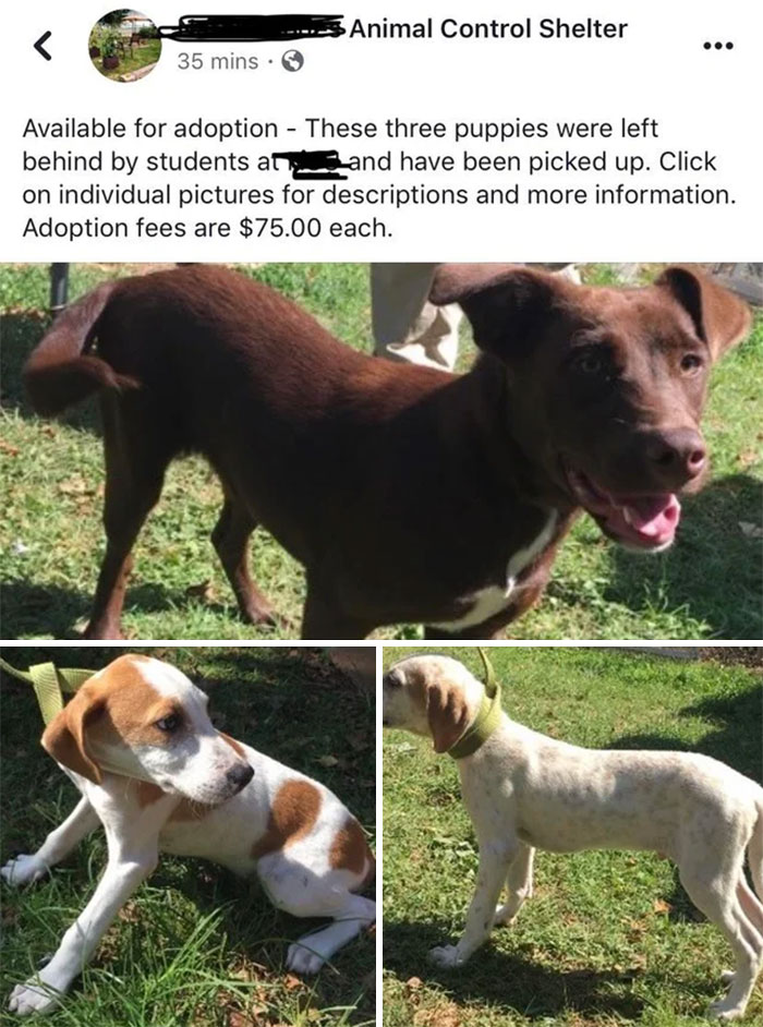 Students Abandoned Puppies After Graduation